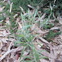 cotton fire weed