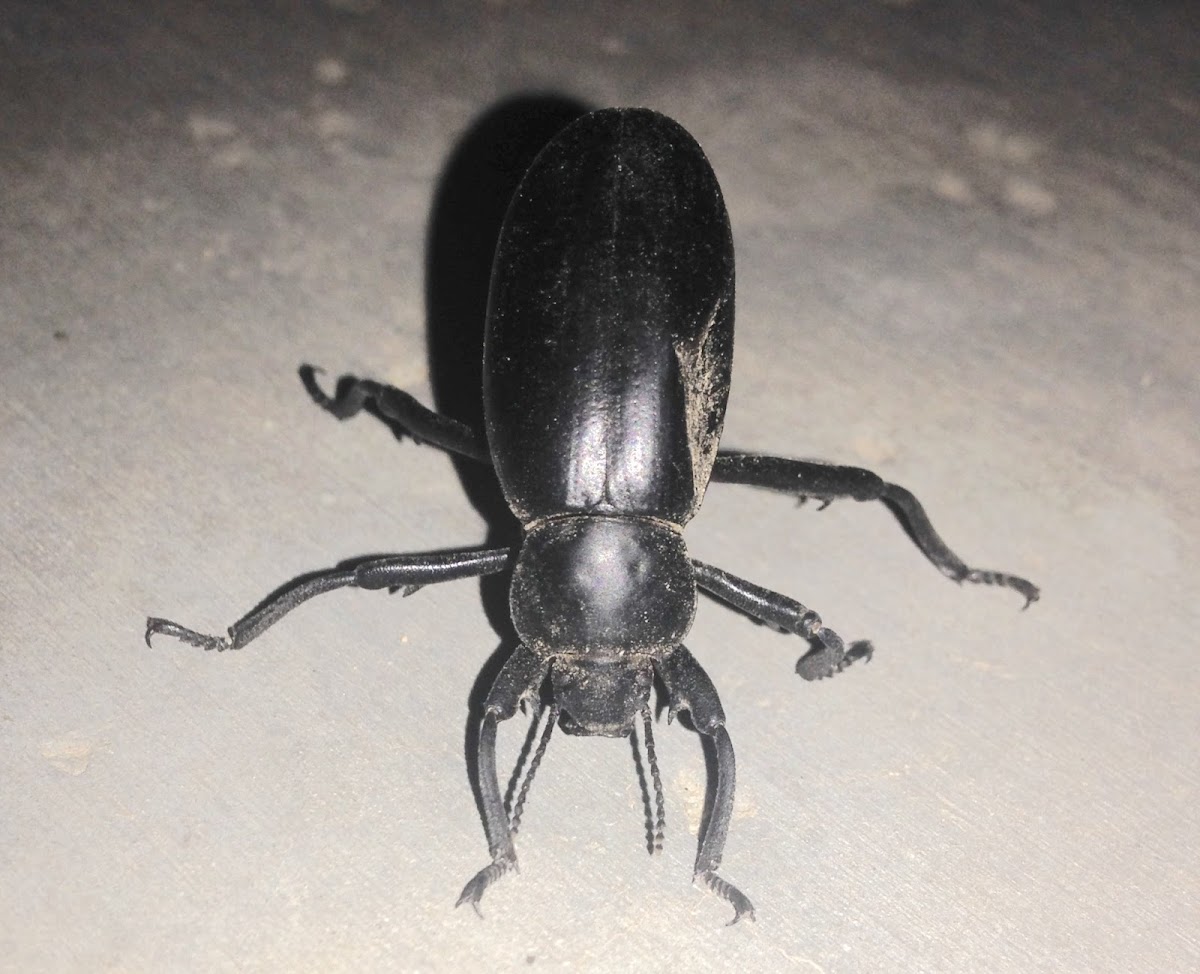 Darkling Beetle