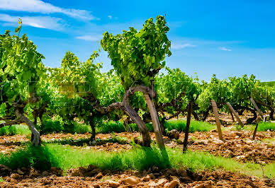 Vineyard with outbuildings 5