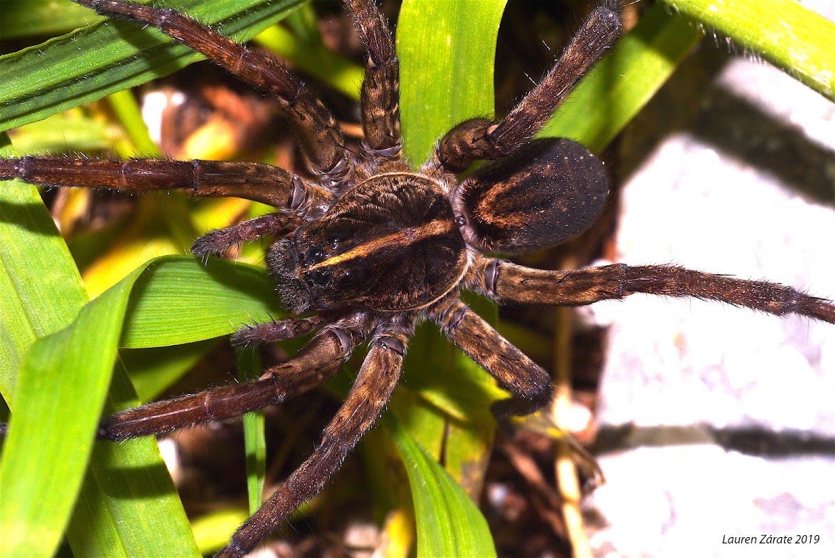 Wolf Spider