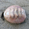 Gumboot Chiton