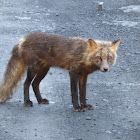 Red Fox