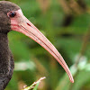 Bare-faced Ibis