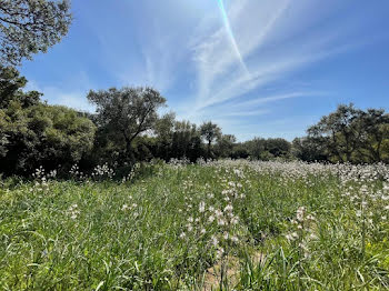 terrain à batir à Figari (2A)