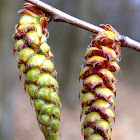 Common hornbeam