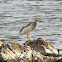 Indian Pond Heron