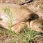 Florida Softshell Turtle