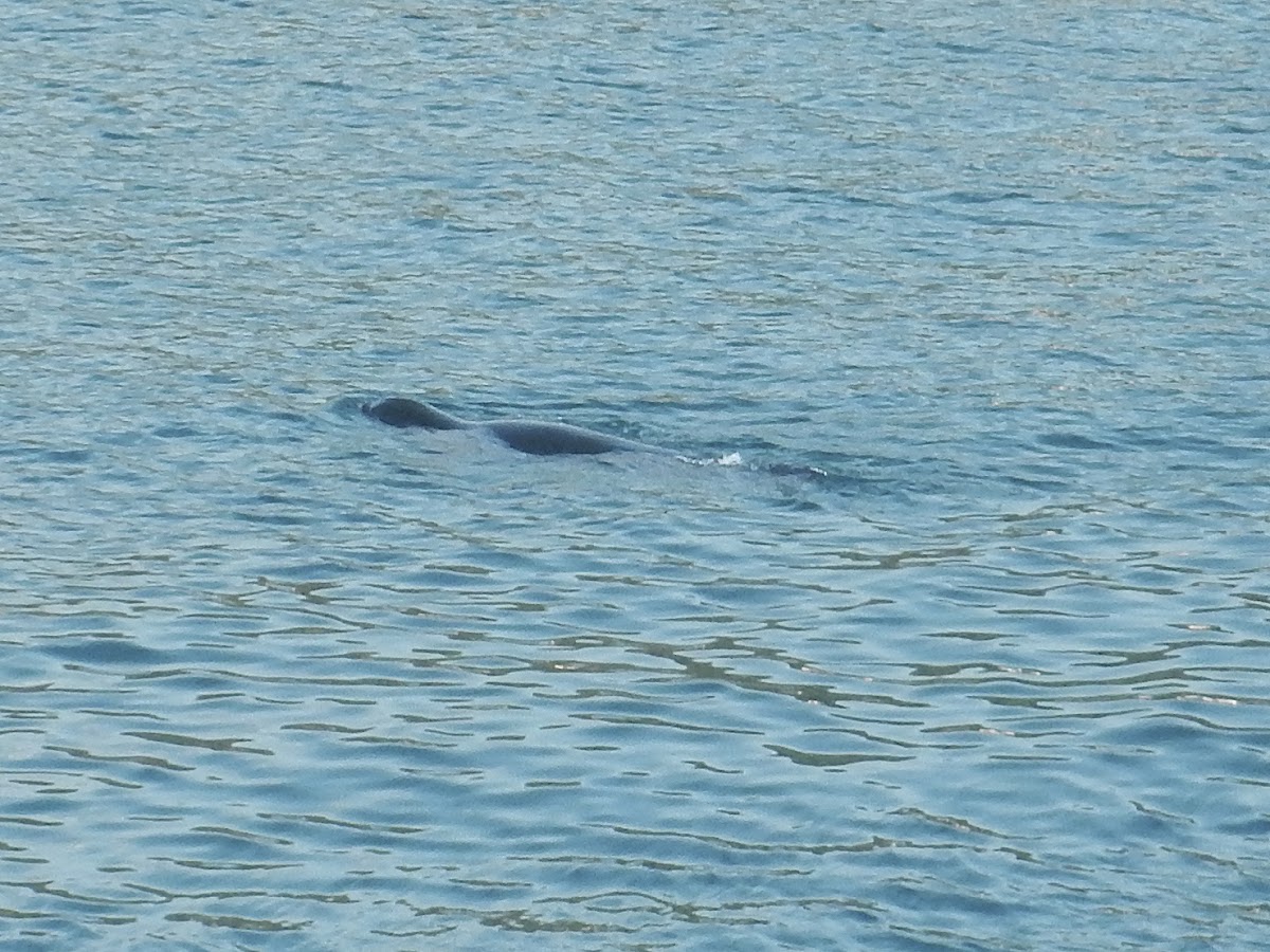 Mediterranean monk seal