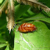 red Cockroach