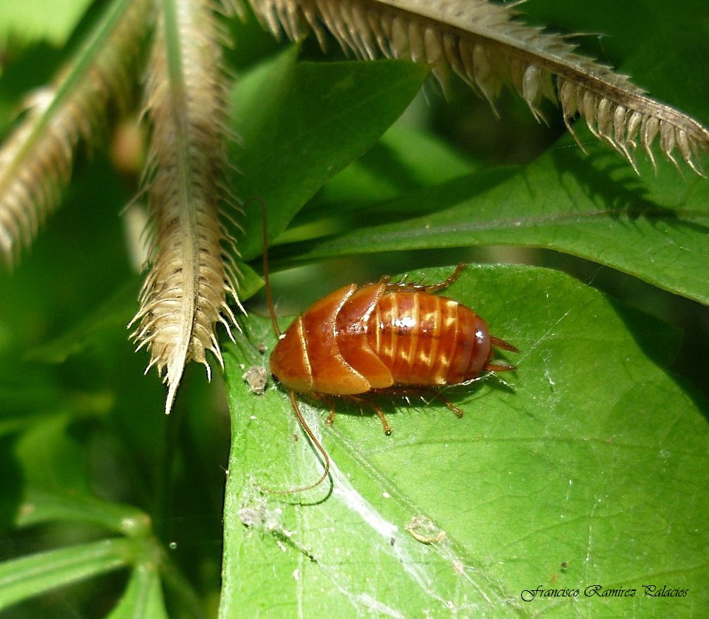 red Cockroach