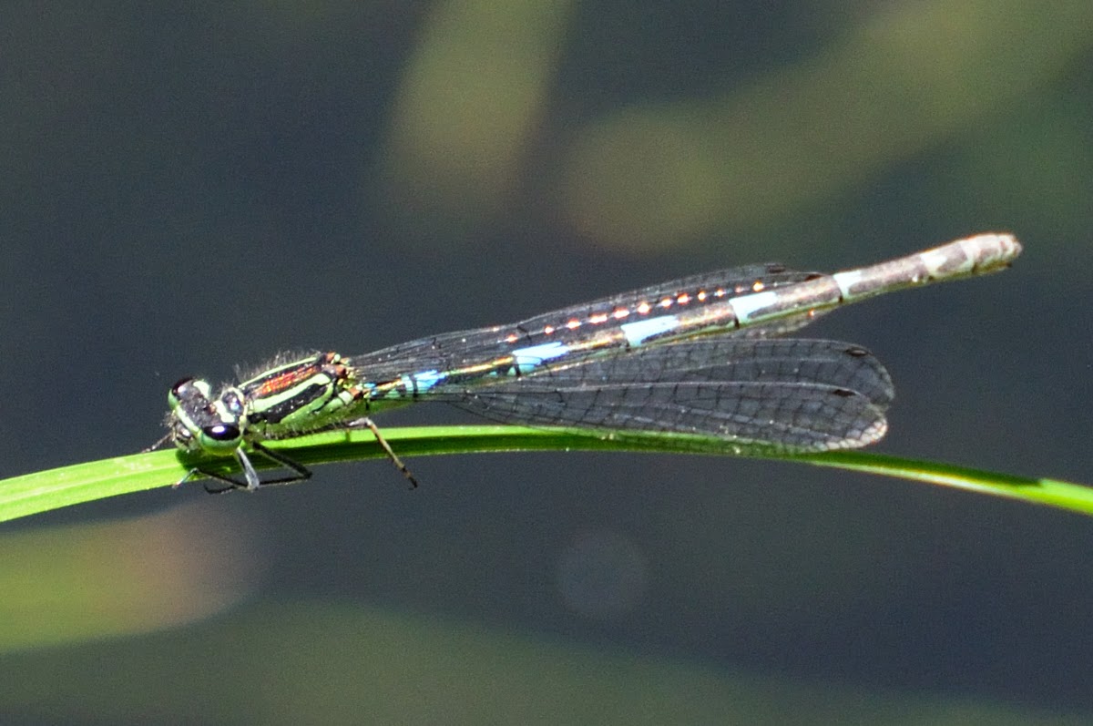 Azure Damselfly; Caballito del Diablo azul