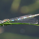 Azure Damselfly; Caballito del Diablo azul