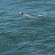 Pacific Harbor seal