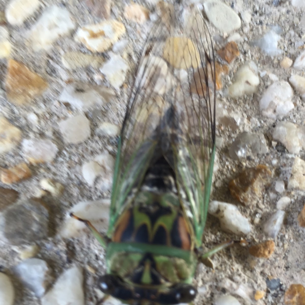 cicada