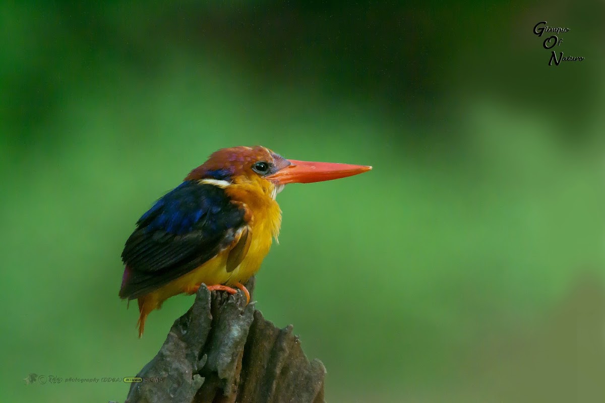 ORIENTAL DWARF KINGFISHER / TREE TOED KINGFISHER / BLACK BACKED KINGFISHER