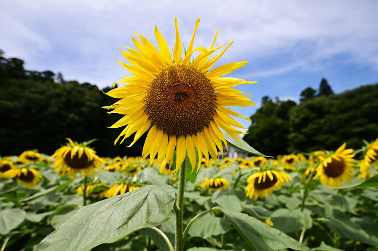 の投稿画像2枚目