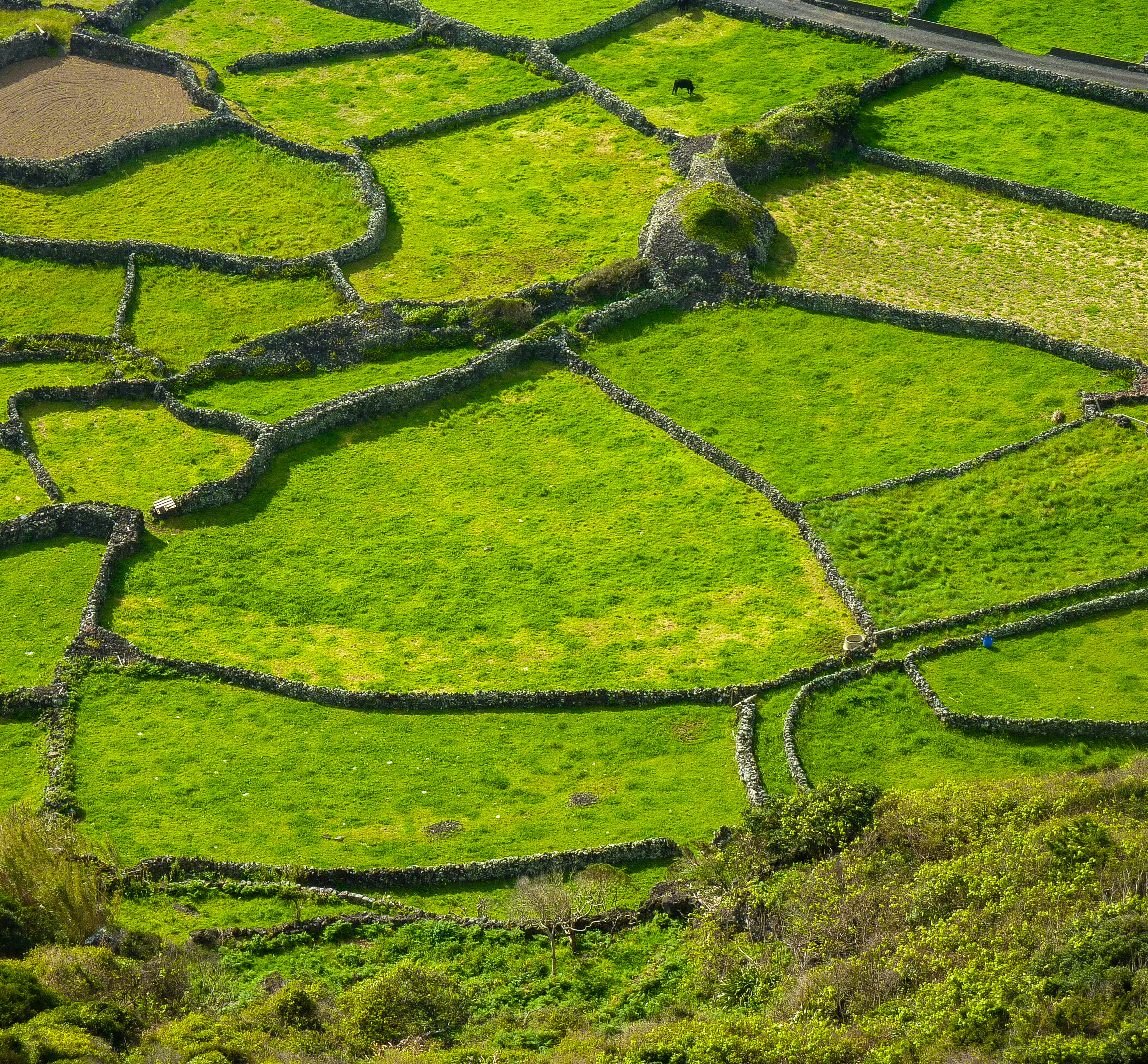 Sao Miguel, isola verde di elibetta