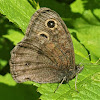 Dark wood-nymph (female)