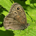 Dark wood-nymph (female)