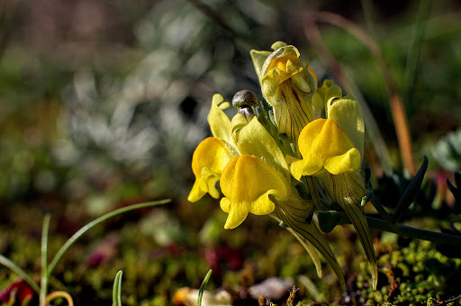 Linaria polygalifolia