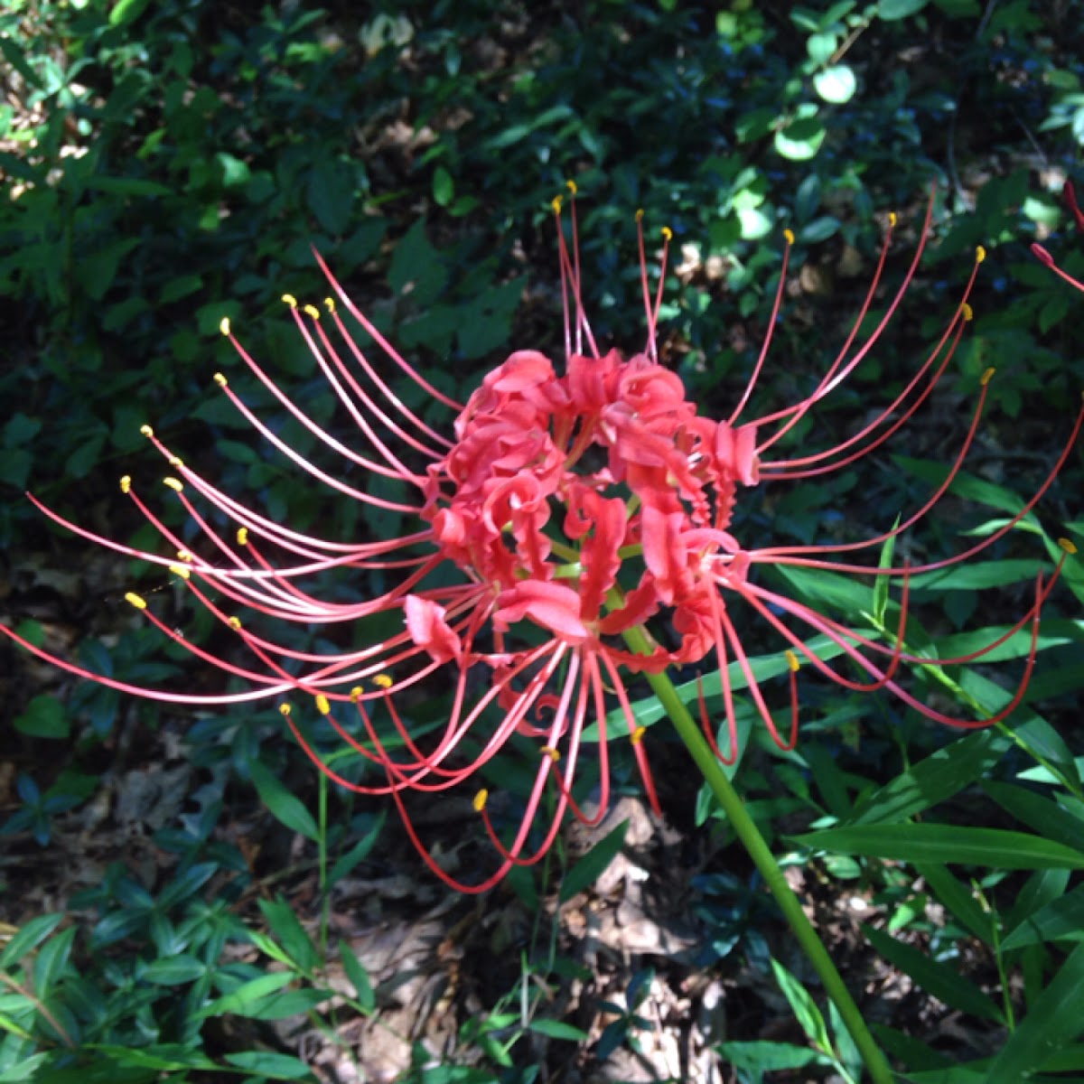 Red spider lily, Red magic lily