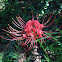 Red spider lily, Red magic lily