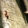 Fire ant