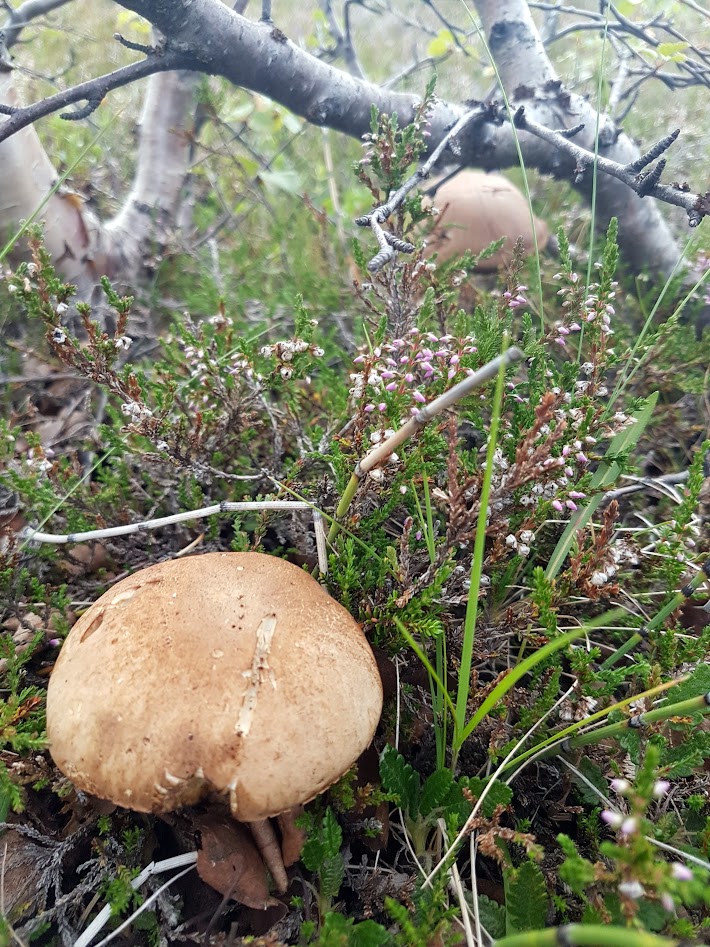 Исландия - родина слонов (архипелаг Vestmannaeyjar, юг, север, запад и Центр Пустоты)