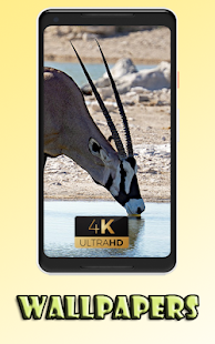 Oryxe fast animal cute Wallpaper 1.0 APK + Mod (Unlimited money) إلى عن على ذكري المظهر