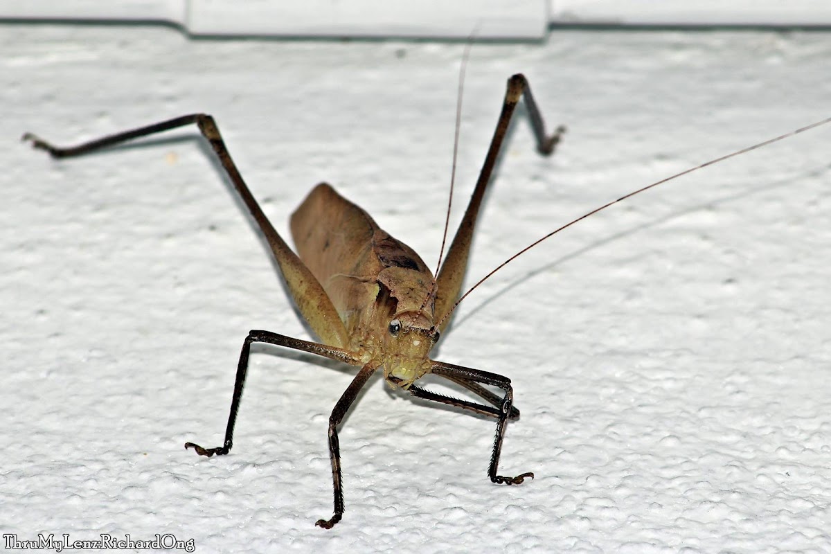 Malaysian Bush Cricket