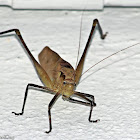 Malaysian Bush Cricket