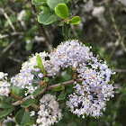 Ceanothus