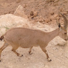 Ibex