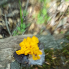 Witches butter