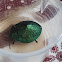 Tortoise beetle