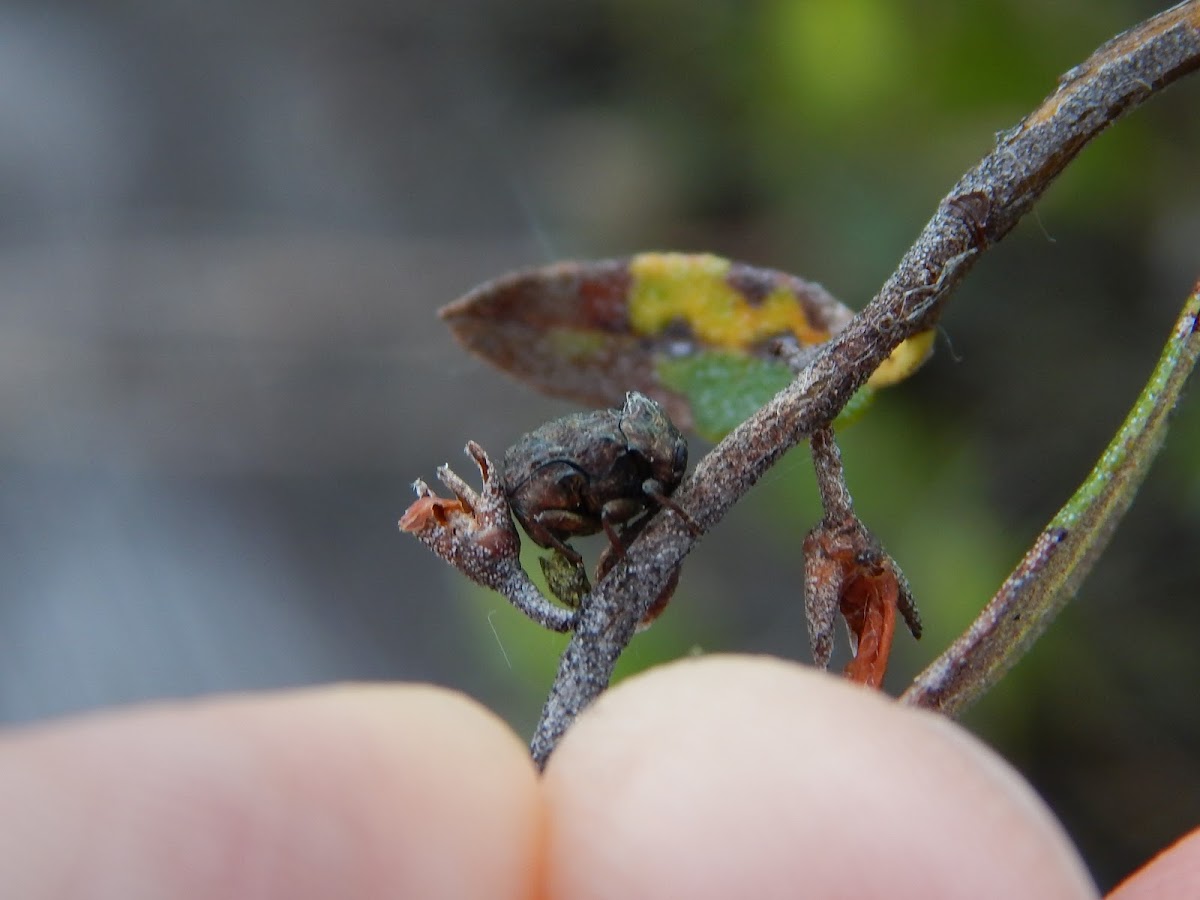 Warty Leaf Beetle