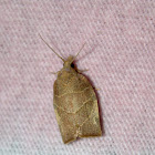 Leafroller Moth