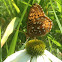 Great Spangled Fritillary