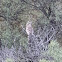 Woodchat Shrike; Alcaudón Común