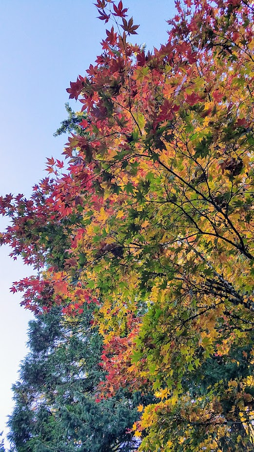 Fall at the Portland Japanese Garden, visiting for Autumn Portland Japanese Garden fall foliage photos on October 2017