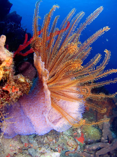 Crinoid feather stars have been described as "flowers of the coral seas."