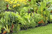 Great companions: marigolds and Swiss chard ‘Bright Lights’.