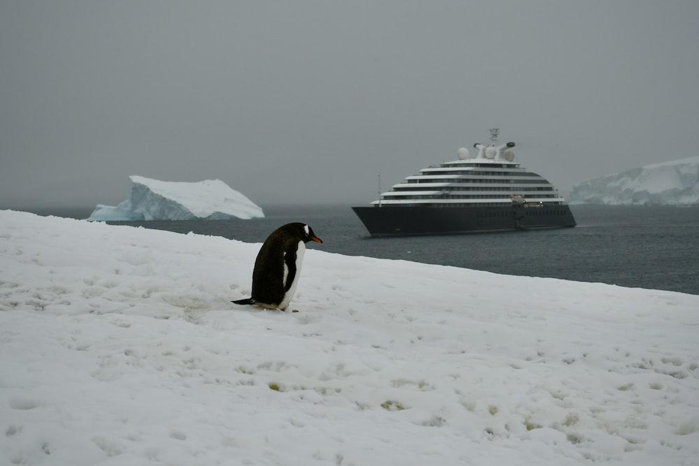 A penguin on a beach

Description automatically generated with low confidence