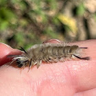 banded tussock moth caterpillar