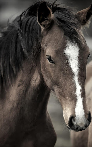 Horse Live Wallpaper