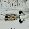 Northern pintail