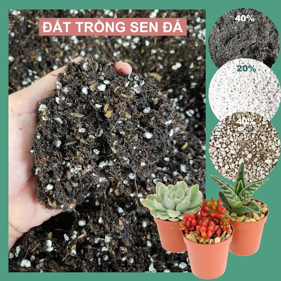 Đất Trồng Sen Đá Trộn Sẵn (1Kg) Đất Chuyên Dụng Cho Sen Đá