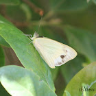 Common Albatross (Female) - Wet Season form