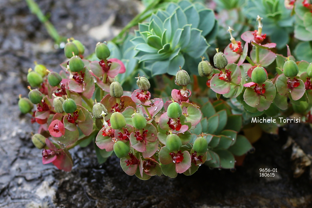 Euphorbia myrsinites L.