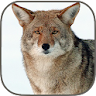Coyote Hunting Calls icon